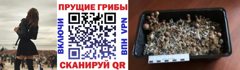 площадка клад  Аркадак  Галлюциногенные грибы Psilocybine cubensis  купить наркоту 